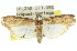  ( - 11ANIC-02288)  @13 [ ] CreativeCommons - Attribution (2011) ANIC/CBG Photography Group Centre for Biodiversity Genomics