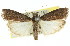  (Ptyobathra atrisquamella - 11ANIC-02291)  @15 [ ] CreativeCommons - Attribution (2011) ANIC/CBG Photography Group Centre for Biodiversity Genomics