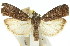  ( - 11ANIC-02297)  @11 [ ] CreativeCommons - Attribution (2011) ANIC/CBG Photography Group Centre for Biodiversity Genomics