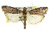  ( - 11ANIC-02303)  @11 [ ] CreativeCommons - Attribution (2011) ANIC/CBG Photography Group Centre for Biodiversity Genomics