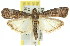  ( - 11ANIC-02304)  @11 [ ] CreativeCommons - Attribution (2011) ANIC/CBG Photography Group Centre for Biodiversity Genomics