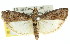  ( - 11ANIC-02306)  @11 [ ] CreativeCommons - Attribution (2011) ANIC/CBG Photography Group Centre for Biodiversity Genomics