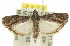  ( - 11ANIC-02310)  @15 [ ] CreativeCommons - Attribution (2011) ANIC/CBG Photography Group Centre for Biodiversity Genomics