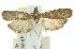  ( - 11ANIC-02336)  @11 [ ] CreativeCommons - Attribution (2011) ANIC/CBG Photography Group Centre for Biodiversity Genomics