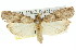  ( - 11ANIC-02339)  @11 [ ] CreativeCommons - Attribution (2011) ANIC/CBG Photography Group Centre for Biodiversity Genomics