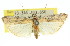  (Vinicia - 11ANIC-02366)  @15 [ ] CreativeCommons - Attribution (2011) ANIC/CBG Photography Group Centre for Biodiversity Genomics