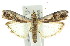  (Cryptomyelois - 11ANIC-02374)  @15 [ ] CreativeCommons - Attribution (2011) ANIC/CBG Photography Group Centre for Biodiversity Genomics