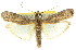  ( - 11ANIC-02375)  @11 [ ] CreativeCommons - Attribution (2011) ANIC/CBG Photography Group Centre for Biodiversity Genomics