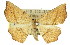  ( - 11ANIC-02421)  @13 [ ] CreativeCommons - Attribution (2011) ANIC/CBG Photography Group Centre for Biodiversity Genomics