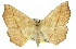  ( - 11ANIC-02423)  @11 [ ] CreativeCommons - Attribution (2011) ANIC/CBG Photography Group Centre for Biodiversity Genomics