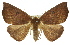  ( - 11ANIC-02448)  @11 [ ] CreativeCommons - Attribution (2011) ANIC/CBG Photography Group Centre for Biodiversity Genomics