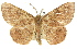  ( - 11ANIC-02452)  @15 [ ] CreativeCommons - Attribution (2011) ANIC/CBG Photography Group Centre for Biodiversity Genomics