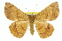  ( - 11ANIC-02453)  @15 [ ] CreativeCommons - Attribution (2011) ANIC/CBG Photography Group Centre for Biodiversity Genomics