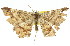  ( - 11ANIC-02457)  @13 [ ] CreativeCommons - Attribution (2011) ANIC/CBG Photography Group Centre for Biodiversity Genomics