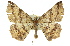  ( - 11ANIC-02458)  @14 [ ] CreativeCommons - Attribution (2011) ANIC/CBG Photography Group Centre for Biodiversity Genomics