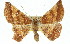  ( - 11ANIC-02463)  @14 [ ] CreativeCommons - Attribution (2011) ANIC/CBG Photography Group Centre for Biodiversity Genomics