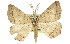  ( - 11ANIC-02465)  @13 [ ] CreativeCommons - Attribution (2011) ANIC/CBG Photography Group Centre for Biodiversity Genomics