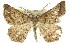  ( - 11ANIC-02466)  @14 [ ] CreativeCommons - Attribution (2011) ANIC/CBG Photography Group Centre for Biodiversity Genomics