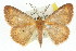  ( - 11ANIC-02518)  @11 [ ] CreativeCommons - Attribution (2011) ANIC/CBG Photography Group Centre for Biodiversity Genomics