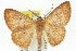  ( - 11ANIC-02520)  @11 [ ] CreativeCommons - Attribution (2011) ANIC/CBG Photography Group Centre for Biodiversity Genomics