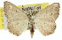  ( - 11ANIC-02526)  @11 [ ] CreativeCommons - Attribution (2011) ANIC/CBG Photography Group Centre for Biodiversity Genomics