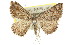  (Casbia sp. ANIC3 - 11ANIC-02534)  @11 [ ] CreativeCommons - Attribution (2011) ANIC/CBG Photography Group Centre for Biodiversity Genomics