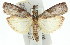  ( - 11ANIC-02570)  @14 [ ] CreativeCommons - Attribution (2011) ANIC/CBG Photography Group Centre for Biodiversity Genomics
