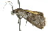  ( - 11ANIC-02582)  @12 [ ] CreativeCommons - Attribution (2011) ANIC/CBG Photography Group Centre for Biodiversity Genomics