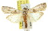  ( - 11ANIC-02596)  @13 [ ] CreativeCommons - Attribution (2011) ANIC/CBG Photography Group Centre for Biodiversity Genomics