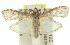  ( - 11ANIC-02612)  @15 [ ] CreativeCommons - Attribution (2011) ANIC/CBG Photography Group Centre for Biodiversity Genomics