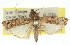  (Rambutaneia - 11ANIC-02622)  @15 [ ] CreativeCommons - Attribution (2011) ANIC/CBG Photography Group Centre for Biodiversity Genomics