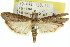  ( - 11ANIC-02660)  @12 [ ] CreativeCommons - Attribution (2011) ANIC/CBG Photography Group Centre for Biodiversity Genomics