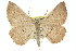  (Laophila acasta - 11ANIC-02664)  @11 [ ] CreativeCommons - Attribution (2011) ANIC/CBG Photography Group Centre for Biodiversity Genomics