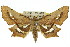  ( - 11ANIC-02687)  @11 [ ] CreativeCommons - Attribution (2011) ANIC/CBG Photography Group Centre for Biodiversity Genomics