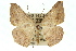  (Probithia sp. ANIC1 - 11ANIC-02717)  @13 [ ] CreativeCommons - Attribution (2011) ANIC/CBG Photography Group Centre for Biodiversity Genomics