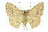  (Probithia sp. ANIC2 - 11ANIC-02720)  @13 [ ] CreativeCommons - Attribution (2011) ANIC/CBG Photography Group Centre for Biodiversity Genomics