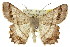  ( - 11ANIC-02754)  @15 [ ] CreativeCommons - Attribution (2011) ANIC/CBG Photography Group Centre for Biodiversity Genomics