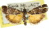 ( - 11ANIC-02767)  @11 [ ] CreativeCommons - Attribution (2011) ANIC/CBG Photography Group Centre for Biodiversity Genomics