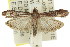  ( - 11ANIC-02818)  @15 [ ] CreativeCommons - Attribution (2011) ANIC/CBG Photography Group Centre for Biodiversity Genomics