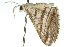  ( - 11ANIC-02853)  @13 [ ] CreativeCommons - Attribution (2011) ANIC/CBG Photography Group Centre for Biodiversity Genomics