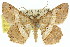  ( - 11ANIC-02857)  @13 [ ] CreativeCommons - Attribution (2011) ANIC/CBG Photography Group Centre for Biodiversity Genomics