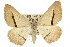  ( - 11ANIC-02890)  @15 [ ] CreativeCommons - Attribution (2011) ANIC/CBG Photography Group Centre for Biodiversity Genomics