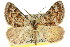  ( - 11ANIC-02899)  @15 [ ] CreativeCommons - Attribution (2011) ANIC/CBG Photography Group Centre for Biodiversity Genomics