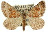  (Paramelora lychnota - 11ANIC-02900)  @15 [ ] CreativeCommons - Attribution (2011) ANIC/CBG Photography Group Centre for Biodiversity Genomics