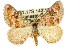  ( - 11ANIC-02901)  @14 [ ] CreativeCommons - Attribution (2011) ANIC/CBG Photography Group Centre for Biodiversity Genomics