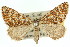  ( - 11ANIC-02903)  @11 [ ] CreativeCommons - Attribution (2011) ANIC/CBG Photography Group Centre for Biodiversity Genomics