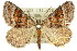 (Paramelora sp. ANIC1 - 11ANIC-02910)  @11 [ ] CreativeCommons - Attribution (2011) ANIC/CBG Photography Group Centre for Biodiversity Genomics
