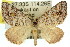  (Paramelora zophodesma - 11ANIC-02914)  @15 [ ] CreativeCommons - Attribution (2011) ANIC/CBG Photography Group Centre for Biodiversity Genomics