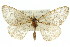  ( - 11ANIC-02939)  @11 [ ] CreativeCommons - Attribution (2011) ANIC/CBG Photography Group Centre for Biodiversity Genomics