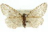  ( - 11ANIC-02940)  @11 [ ] CreativeCommons - Attribution (2011) ANIC/CBG Photography Group Centre for Biodiversity Genomics